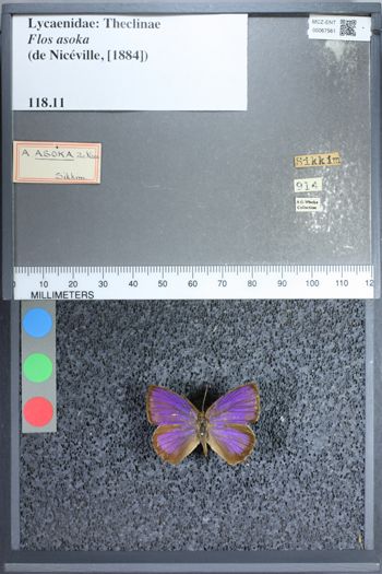 Media type: image;   Entomology 67561